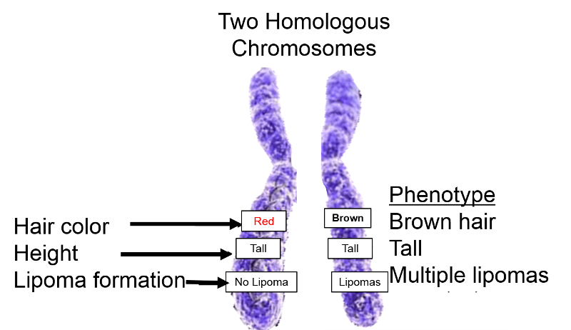 Which Diagram Shows A Homologous Chromosome Pair That Has Heterozygous 