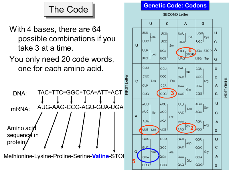 The code, i.e., the 3 nucleotide sequences that select specific amino acids for protein synthesis.