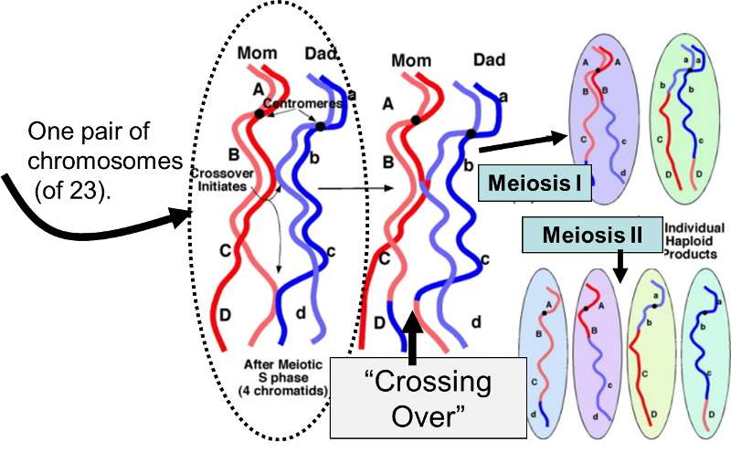 Exchange of portions of maternal and parternal chromosomes during crossing over.