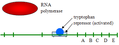 Binding of tryptophan to the repressor activates the repressor and prevents RNA polymerase from transcribing more mRNA.