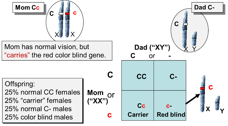 Punnett square showing sex-linked inheritance of red-green color blindness.
