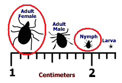 Relative size of adult ticks and nymphs