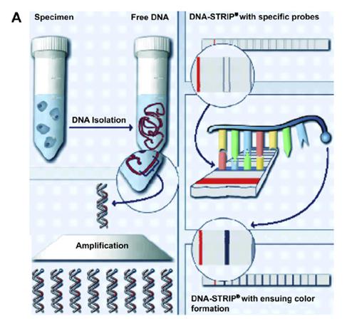 DNA Strips.png