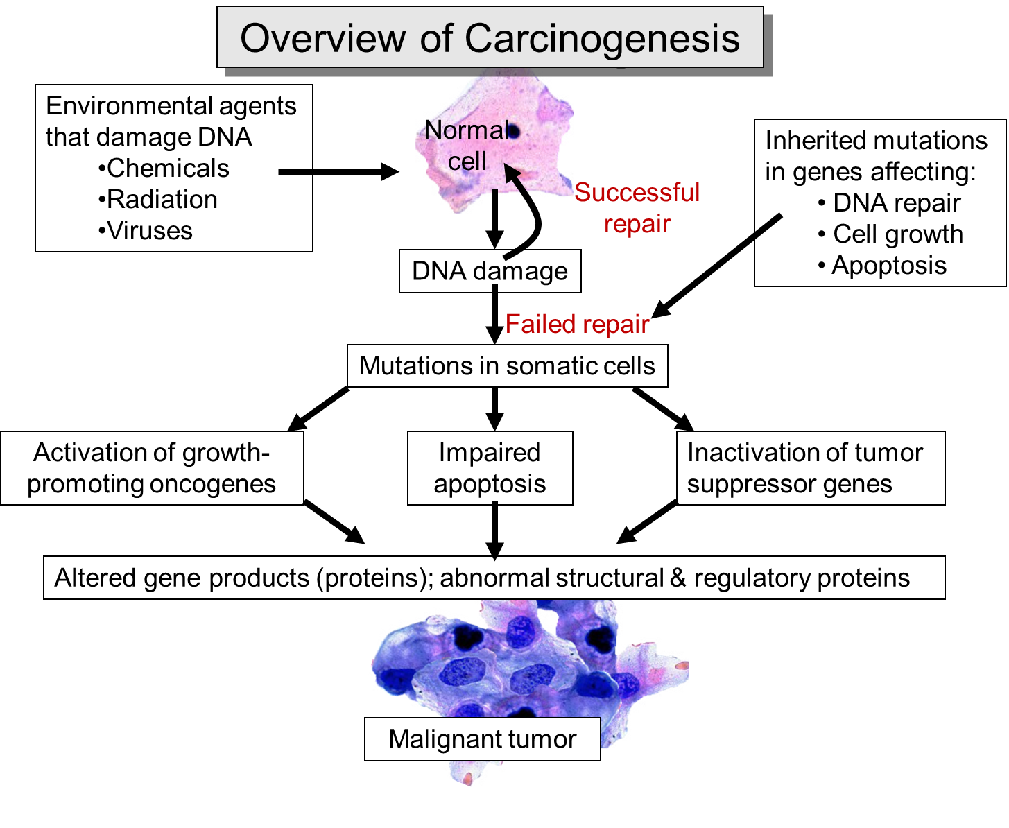 the biology of cancer