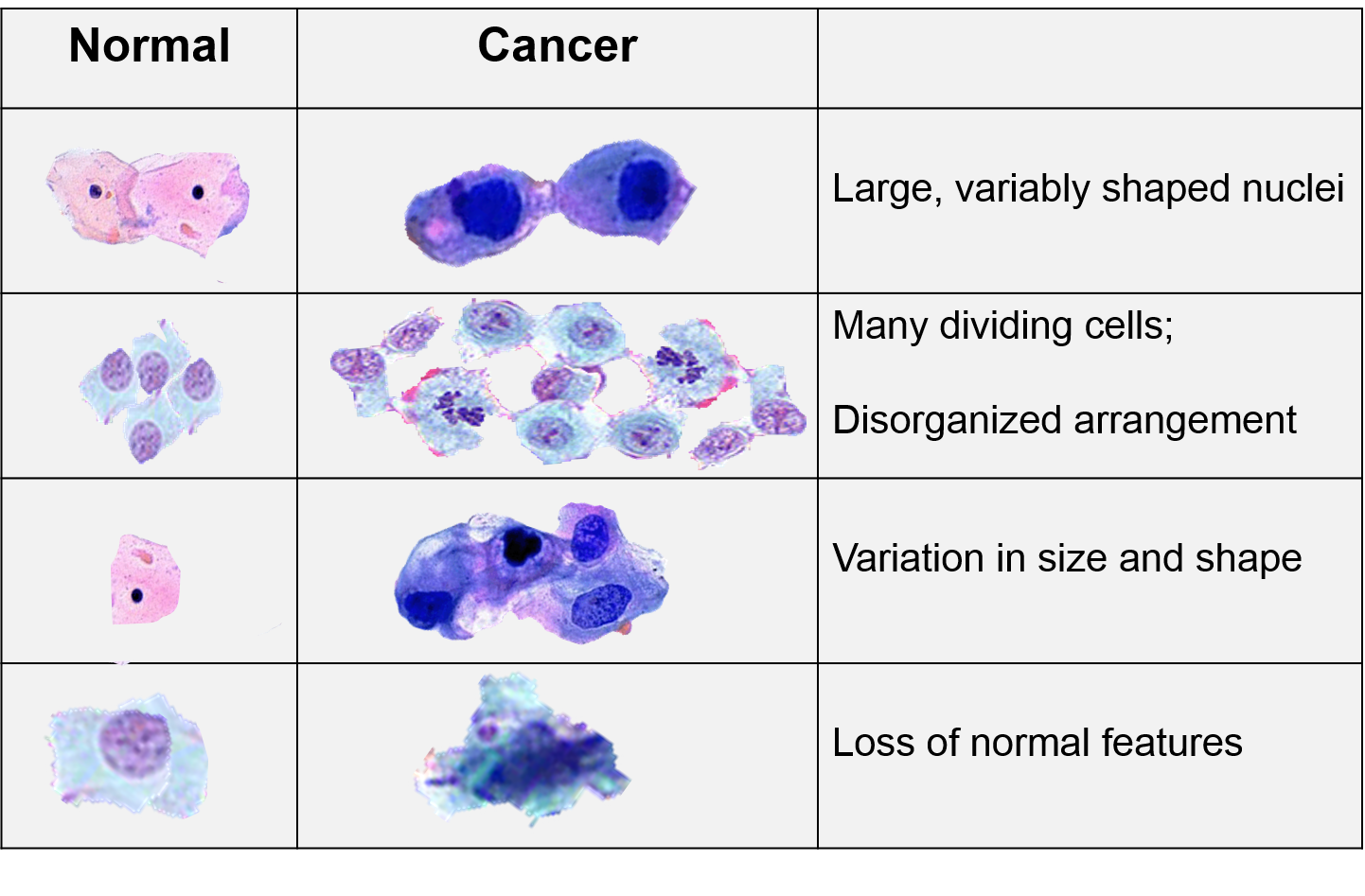 characteristics of cancer cells