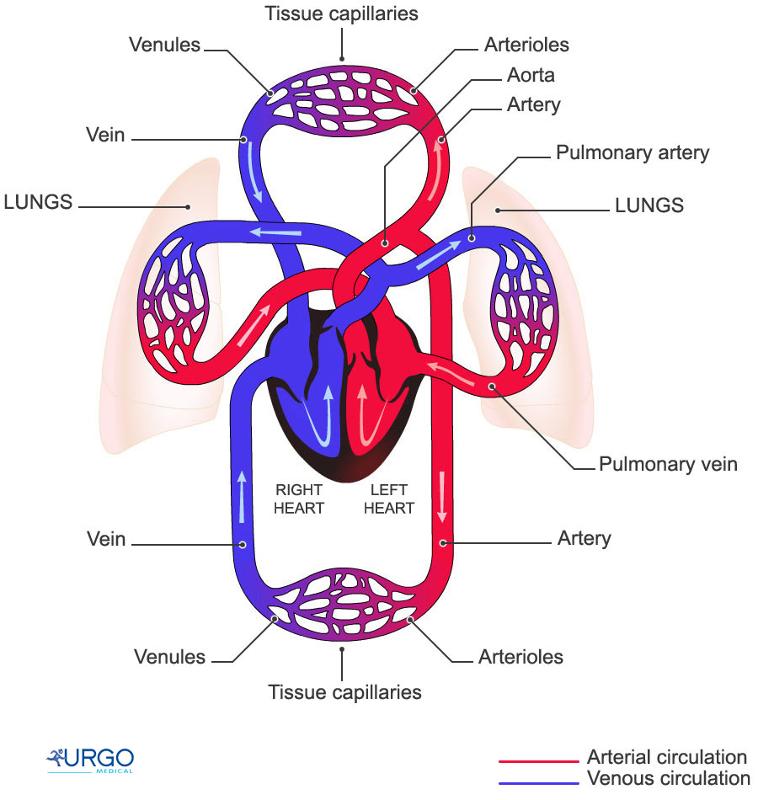Schematic Diagram Of Heart Circulation