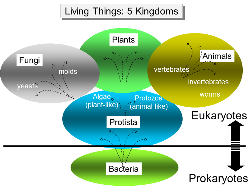 4 Eukaryotic Kingdoms Chart