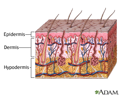 three layers of the skin - epidermis, dermis, and hypodermis