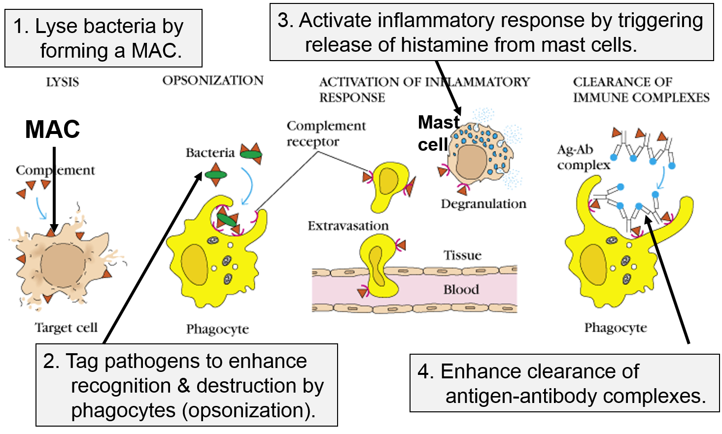 outline the significant steps that occur during an inflammatory response