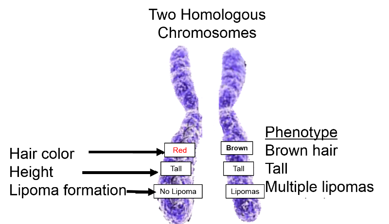 Two homologous chromosomes illustrating alleles for hair color, height, and formation of lipomas (fatty tumors). The alleles can be the same on the two homologous chromosomes (homozygous) or they can differ (heterozygous).