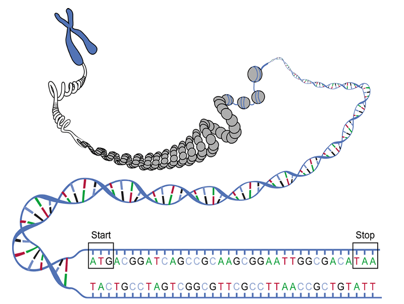 A human chromosome being pulled or unraveled to reveal increasing levels of detail down to the double helix and a single gene with its base pairs