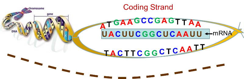 The coding strand of DNA. DNA unravels and the nucleotides on one strand are used to create mRNA.