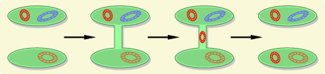 Steps in bacterial conjugation with two bacteria joing via a pili bridge and a replicated plasmid moves from the source bacterium to a new cell which then acquires the traits carried on the plasmid.