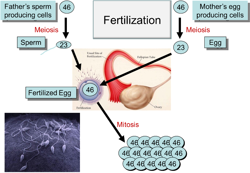Fertilization of a female egg by a male sperm