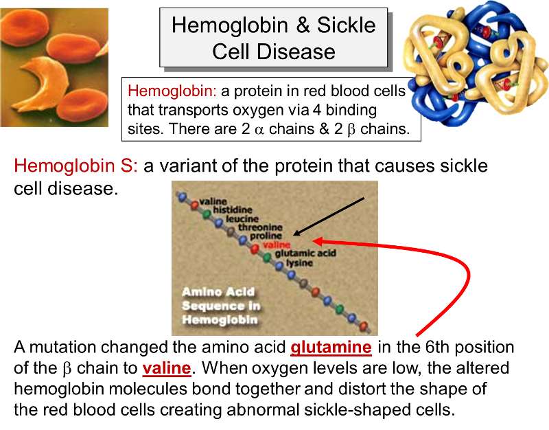 Substitution of a single nucleotide changes a glutmine in hemoglobin to valine and this changes its function dramatically.