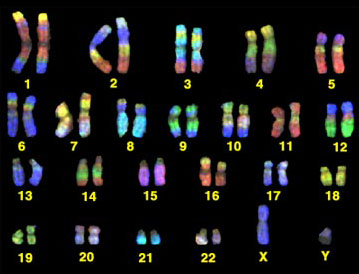 Image of the 23 pairs of human chromosomes