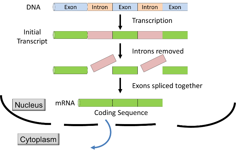 The initial mRNA transcript has introns, i.e., segments of RNA that are then removed. The remaining exons are then spliced together to create the final transcript which has the correct coding sequence.