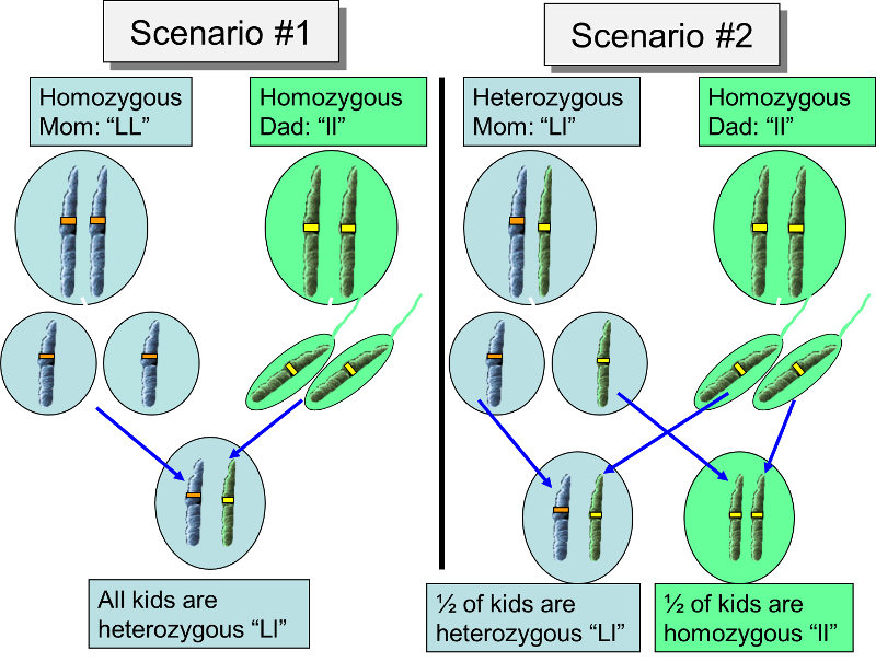 Inheritance of lipomas from a heterozygous mom and a homozygous recesssive dad. Half of the kids will have lipomas; half will not.