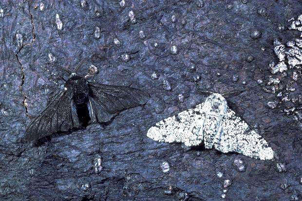 A black moth and a white moth on a dark tree trunk. The white moth stands out.