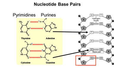 Detailed structure of the base pairs (purines and pyrimidines). Details are not important.