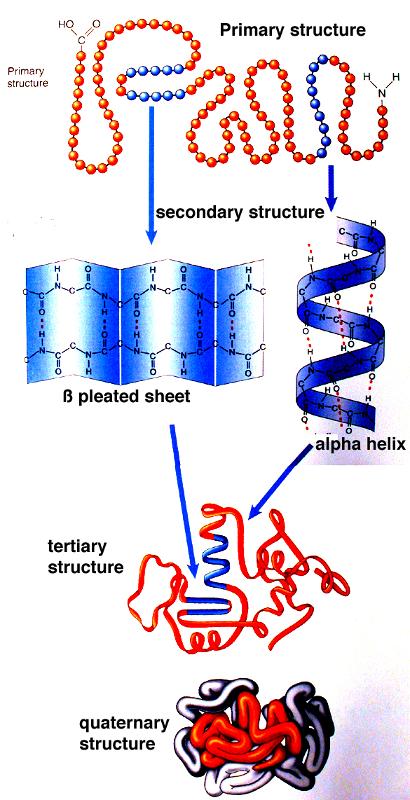 Primary protein structure (amino acid sequence); secondary structure (pleated sheets, alpha helices, random coils); tertiary structure (folding); quaternary structure (joining of subunits)