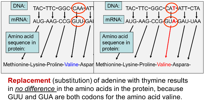 Replacement of a single nucleotide may result in no difference in amino acid sequence