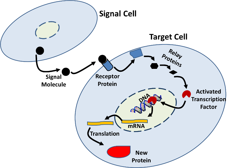 Gene expression being influenced by other cells. The signalling cell elaborates a signal molecule that binds to a receptor on a target cell, setting in motion a sequency of events that initiate synthesis of a particular protein.