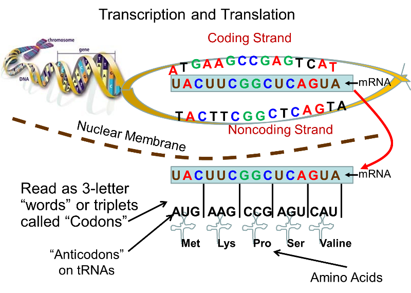 A mini example of how the sequence of nucleotides in DNA is transcribed to mRNA and then translated at ribosomes interacting with tRNA to produce a specific protein.