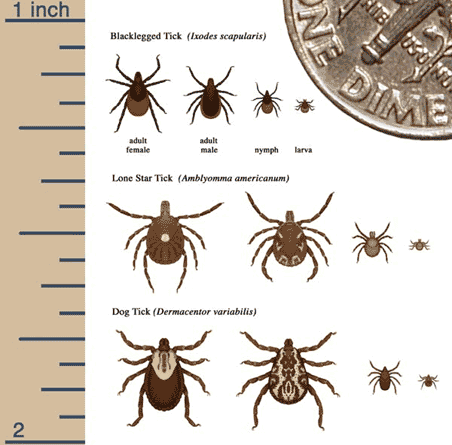 Size of various tick stages relative to a dime