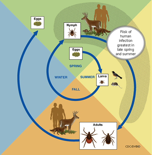 Life cycle of the blacklegged deer tick