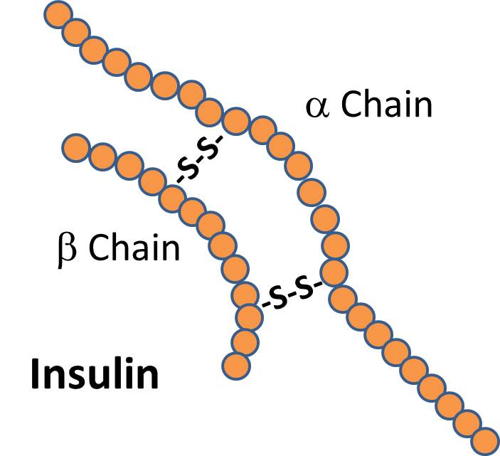 Insulin.jpg