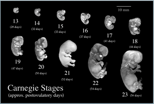 EmbryoDevelopment.png