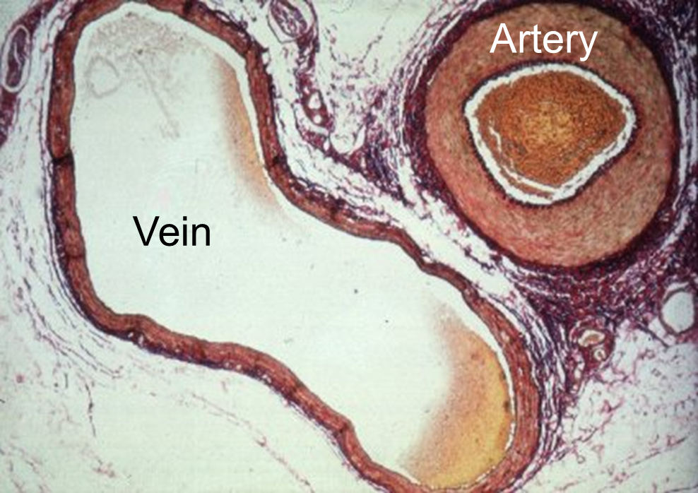 Artery-Vein.png