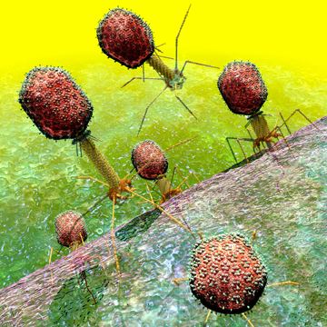 http://www.paragonbioservices.com/Research-Services/Bacteriophage.aspx