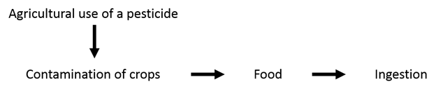 An exposure pathway: Agricultural use of a pesticide contaminates crops, which are harvested and sold as food which is eventually ingested.