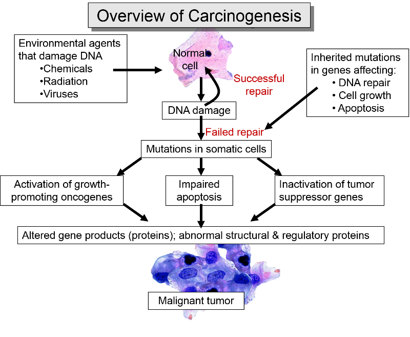 Overview of carcinogenesis as described in the text.