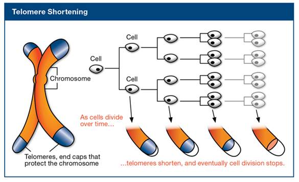 Telomere shortenting