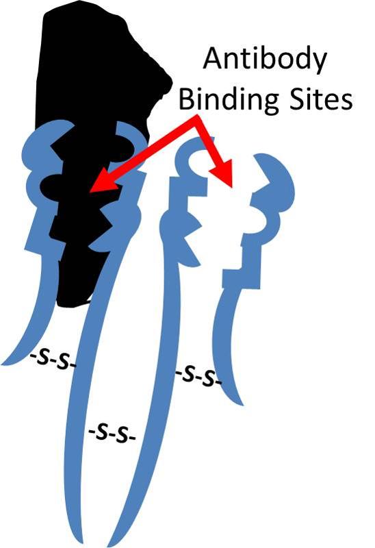 AntibodyBinding.jpg