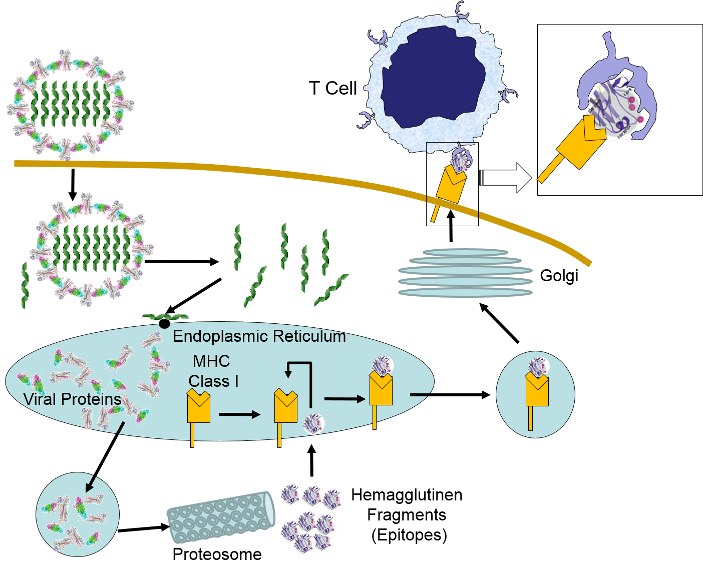 Difference Between Mhc Class 1 and Mhc Class 2 Proteins