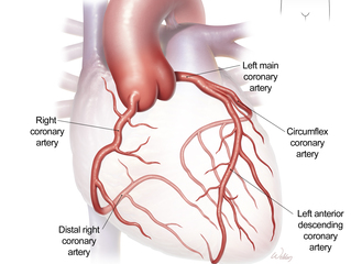 four major coronary arteries